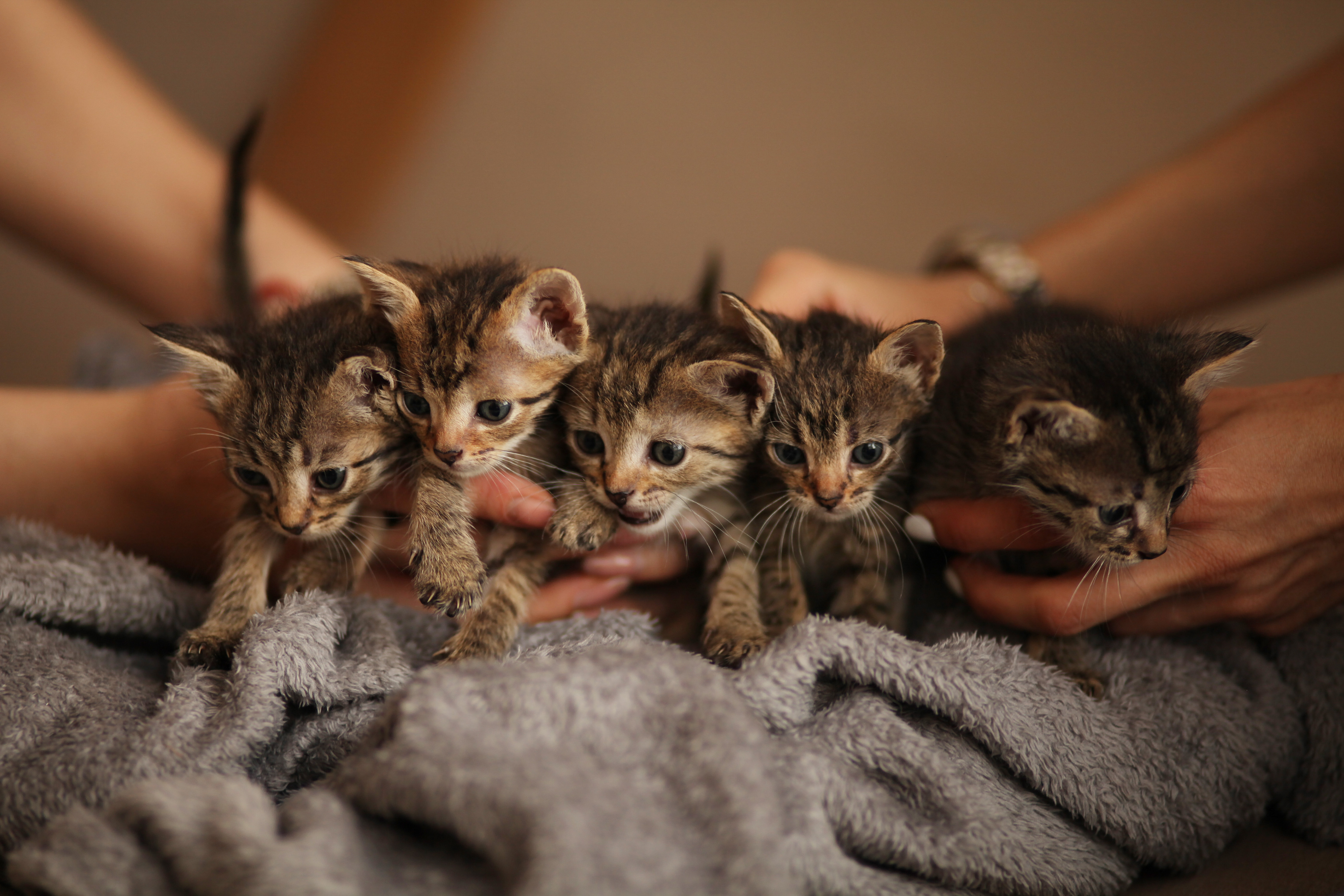 kittens bundled up