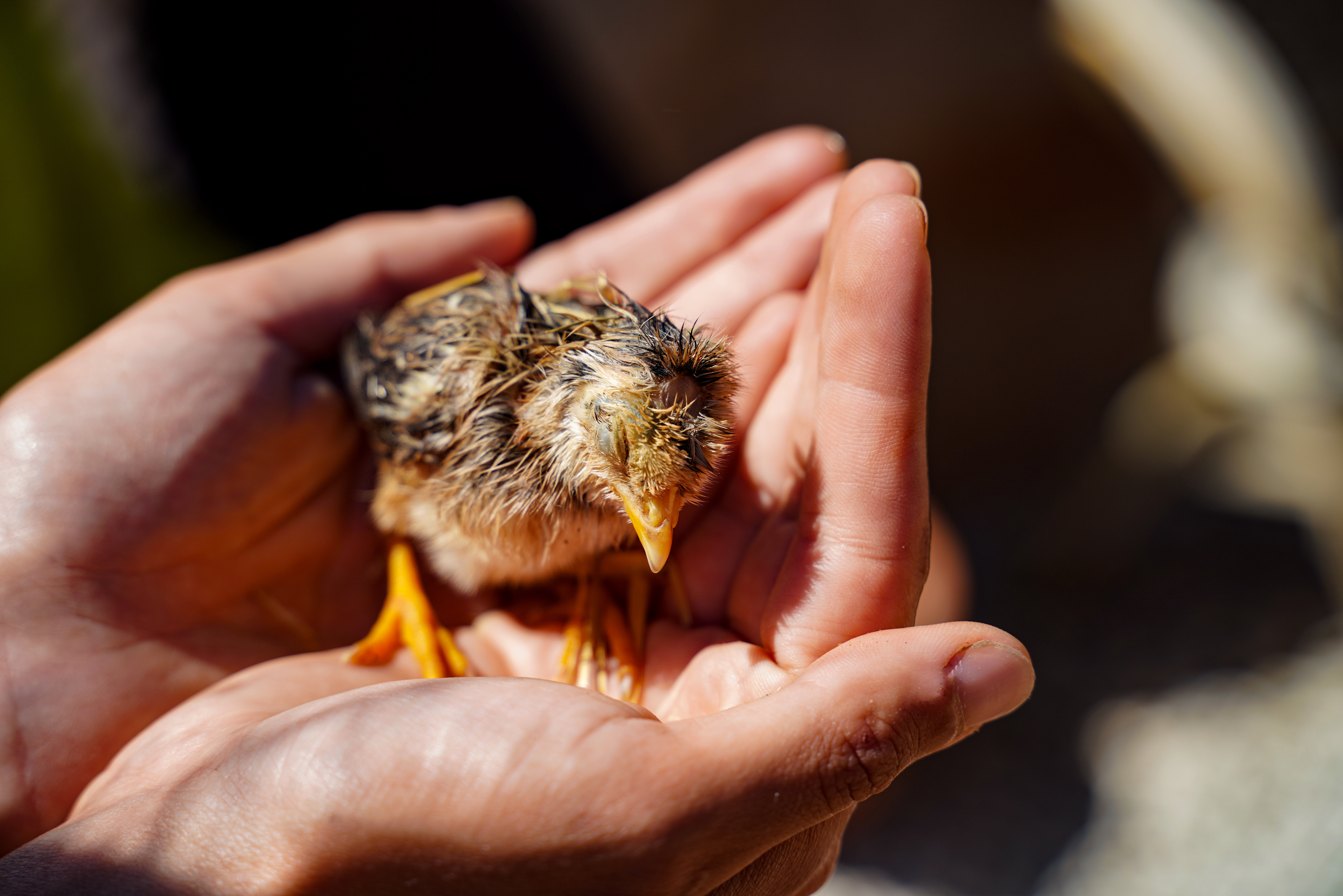 Little bird in human hands