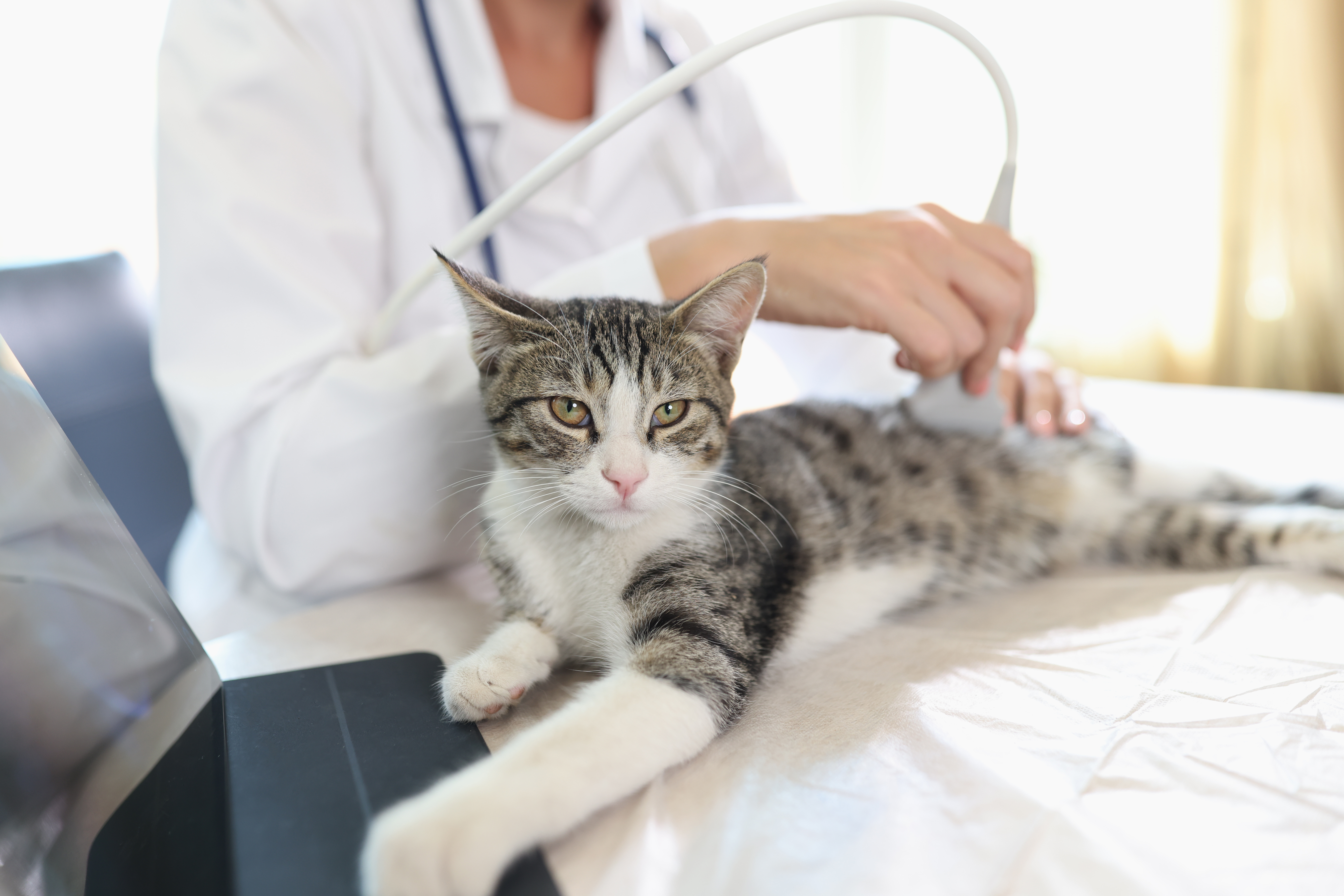 kitten in veterinarian's arms
